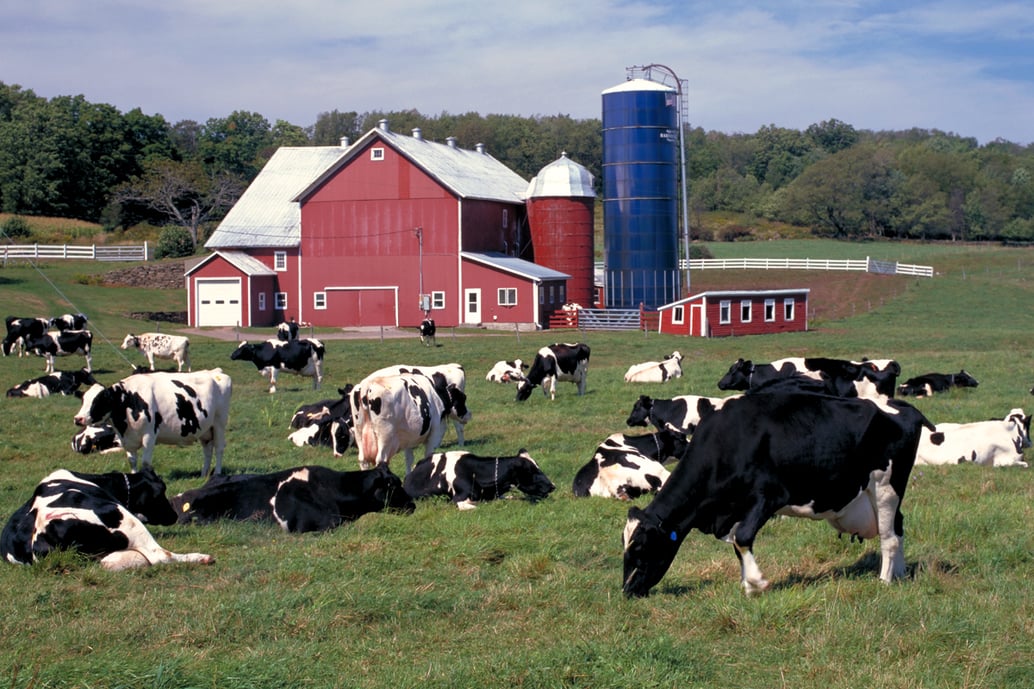190813-dairy-crisis-origin-of-livestock-rule-dairy-farm-1